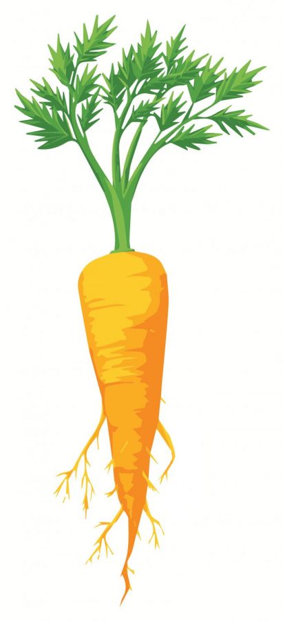 CarrotFinal