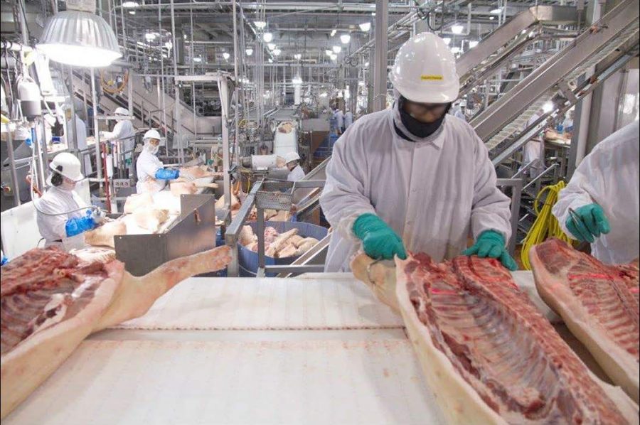 Workers in a hog slaughter and processing plant use hooks and other tools.