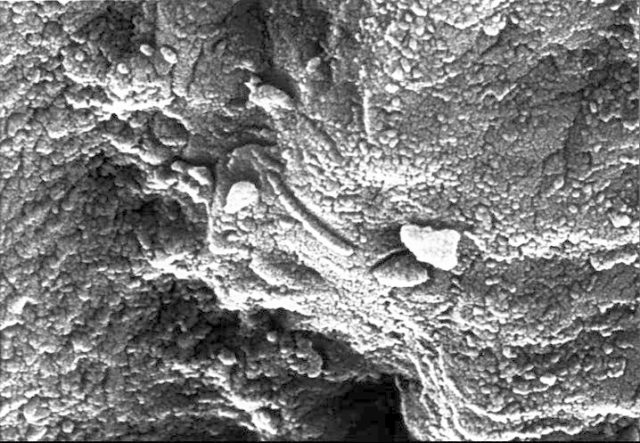 A microscopic image of a tube-like structure was found in a meteorite believed to be of Martian origin.  