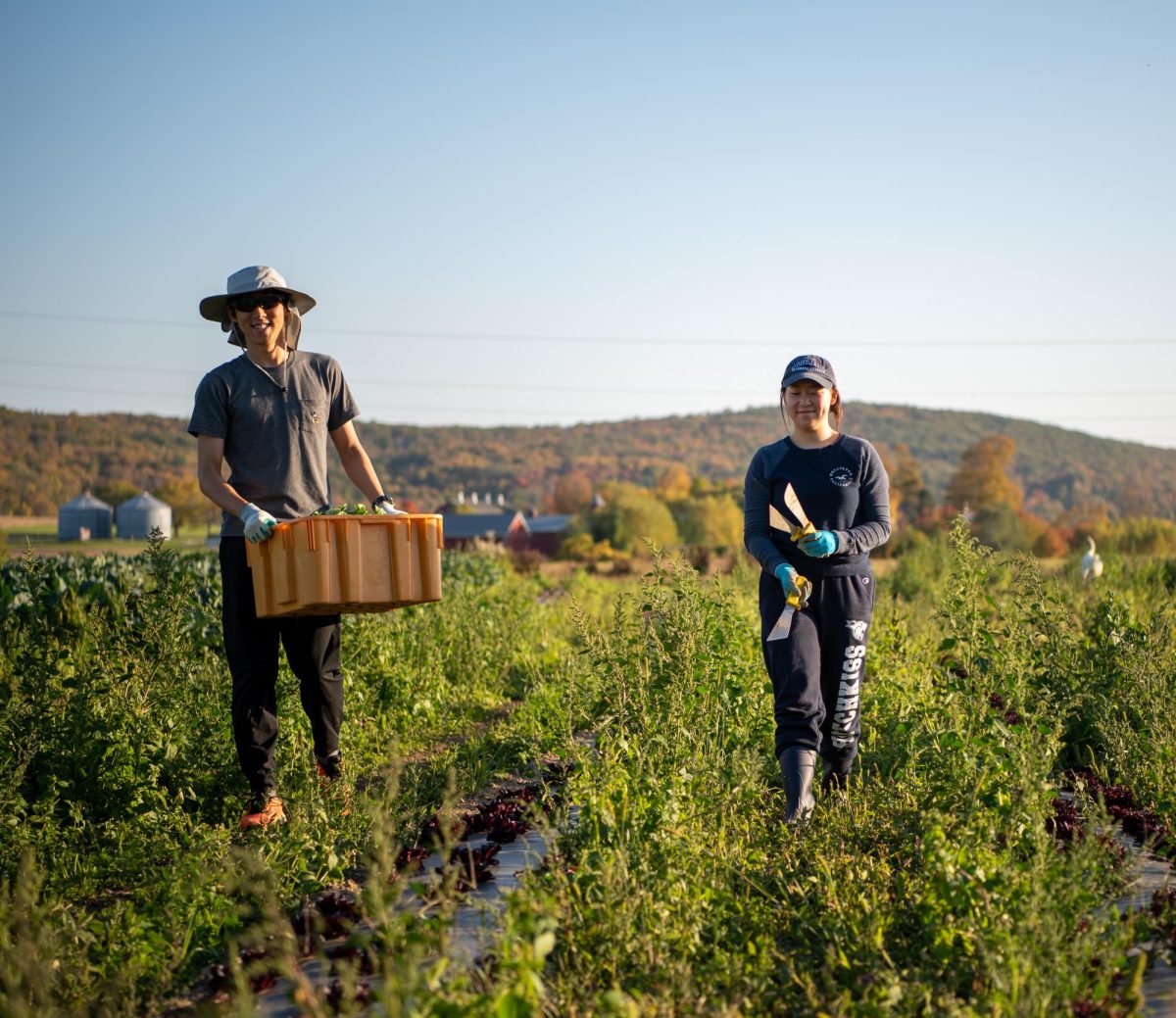 Remy Lee ’26 and Solbee Kang ’23 harvested vegetables last fall with FFEAT.